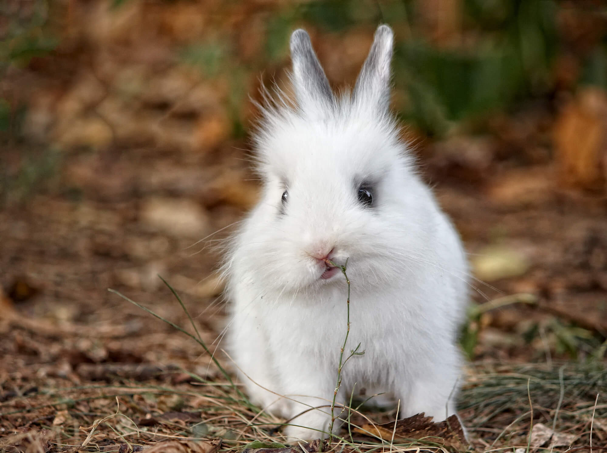 ウサギにプロバイオティクス 抗生物質の問題を解決できるか