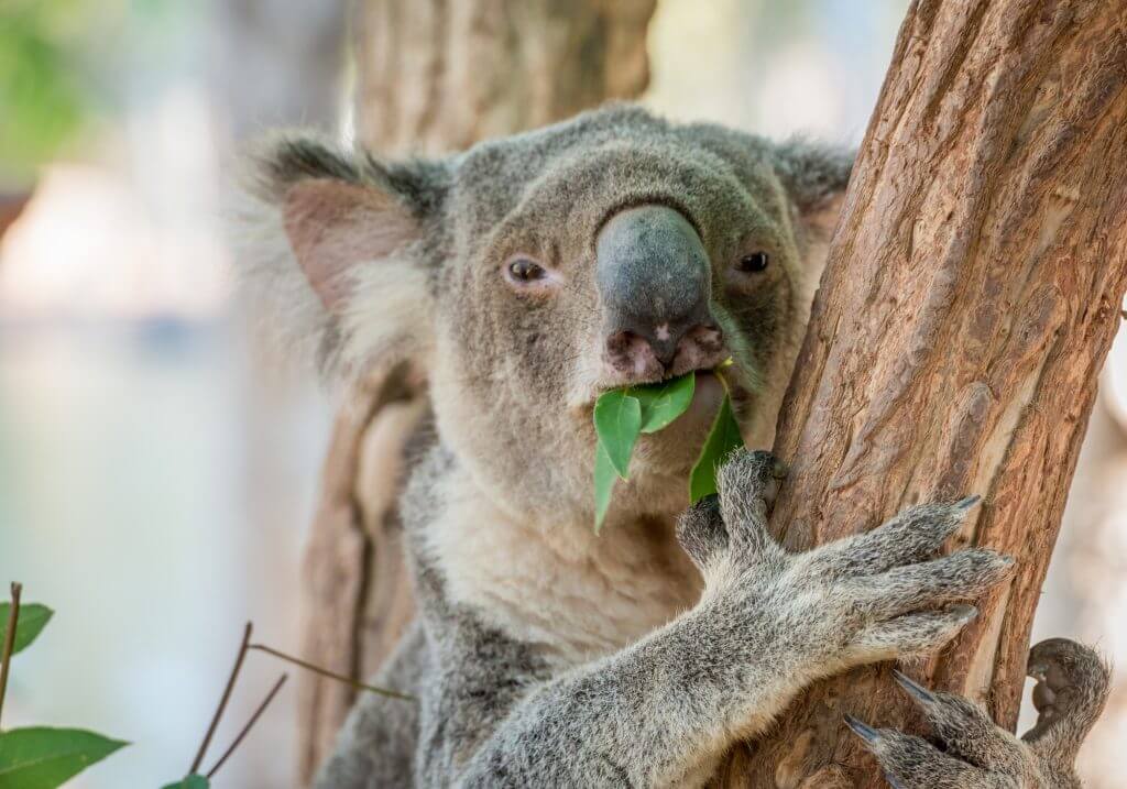 100時間以上かけてユーカリを消化するコアラの腸内細菌叢
