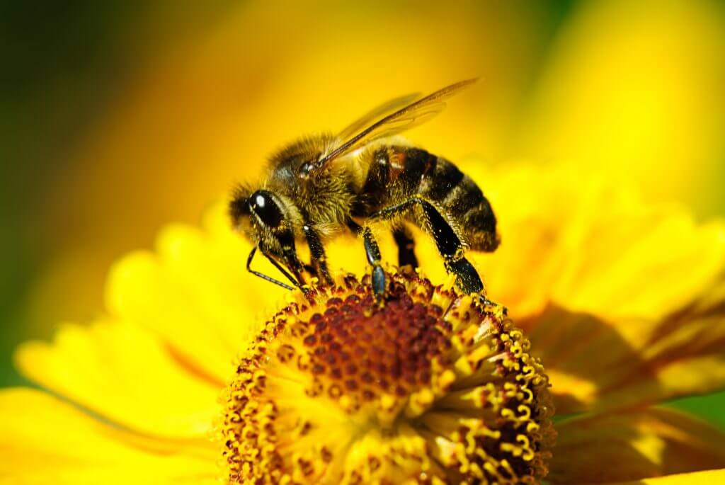 ミツバチにだって生きた細菌が必要